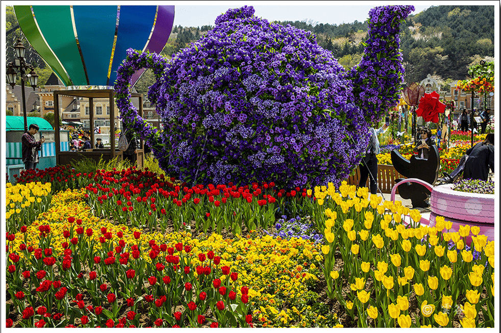 에버랜드 튤립 축제