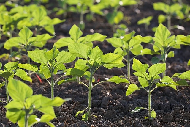 농업인 스마트팜 지원사업