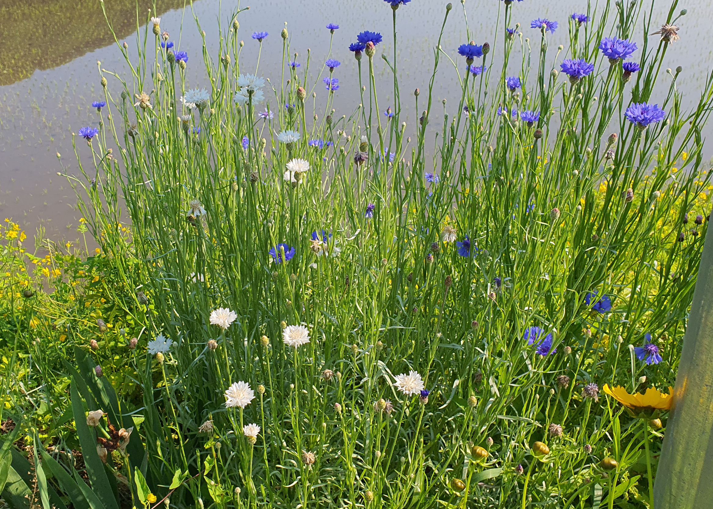 들에 핀 수레국화