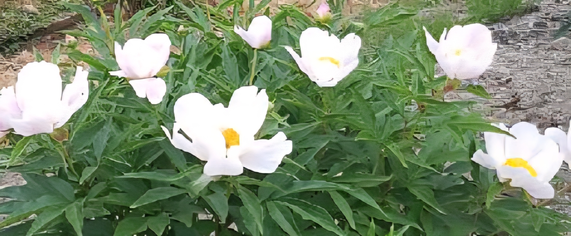 햇빛 아래 만개한 흰색 작약꽃