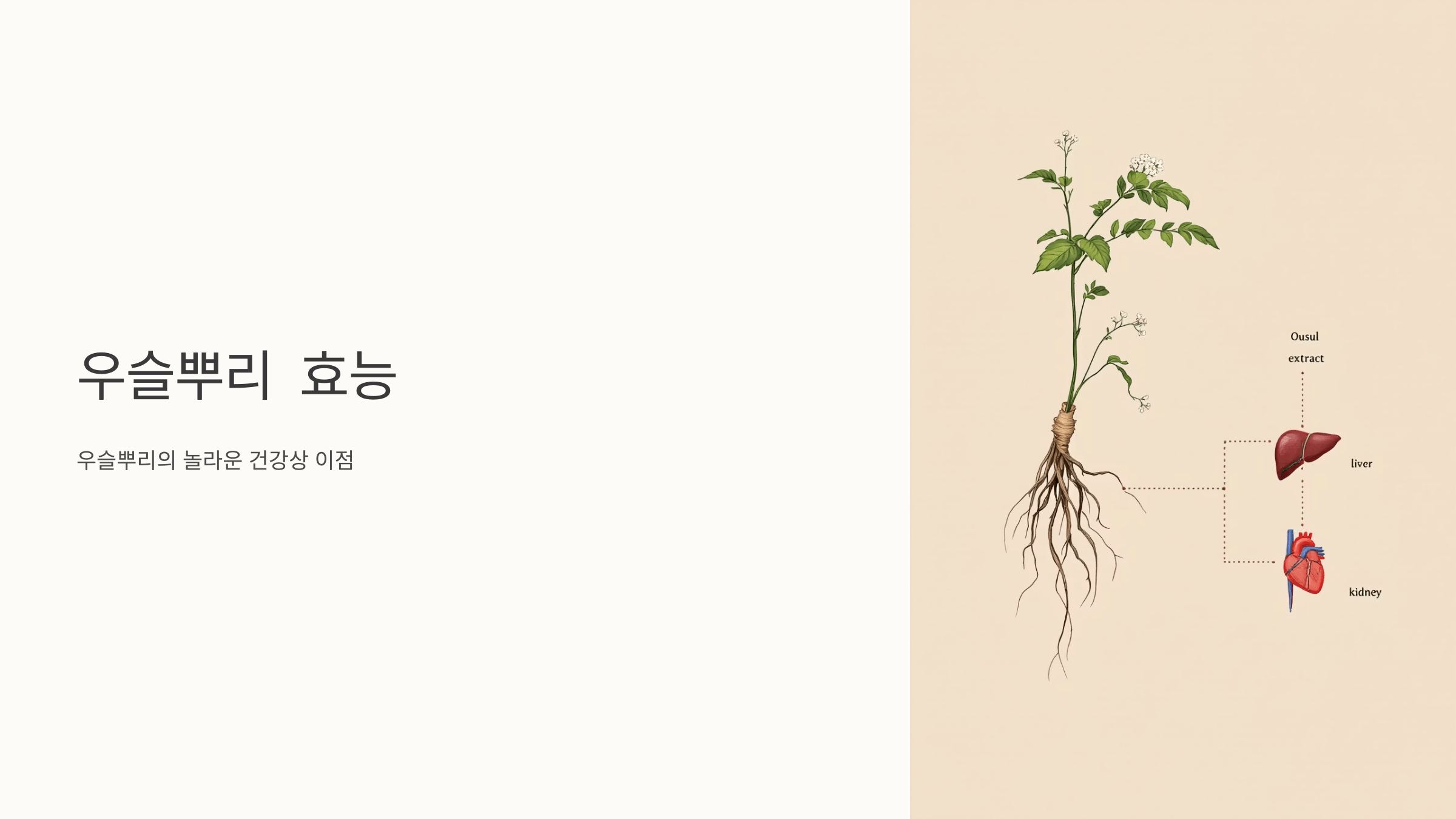 우슬뿌리 사진입니다.