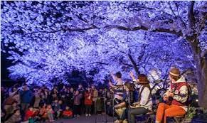 제 6회 양재천 벚꽃 축제 기본일정과 프로그램 소개
