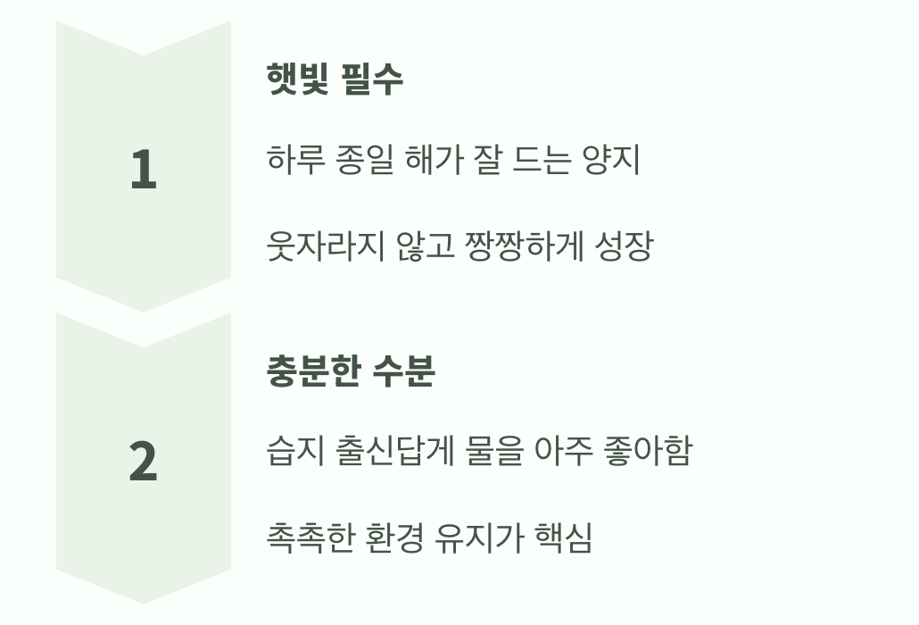 황금빛 꽃을 위한 최고의 명당