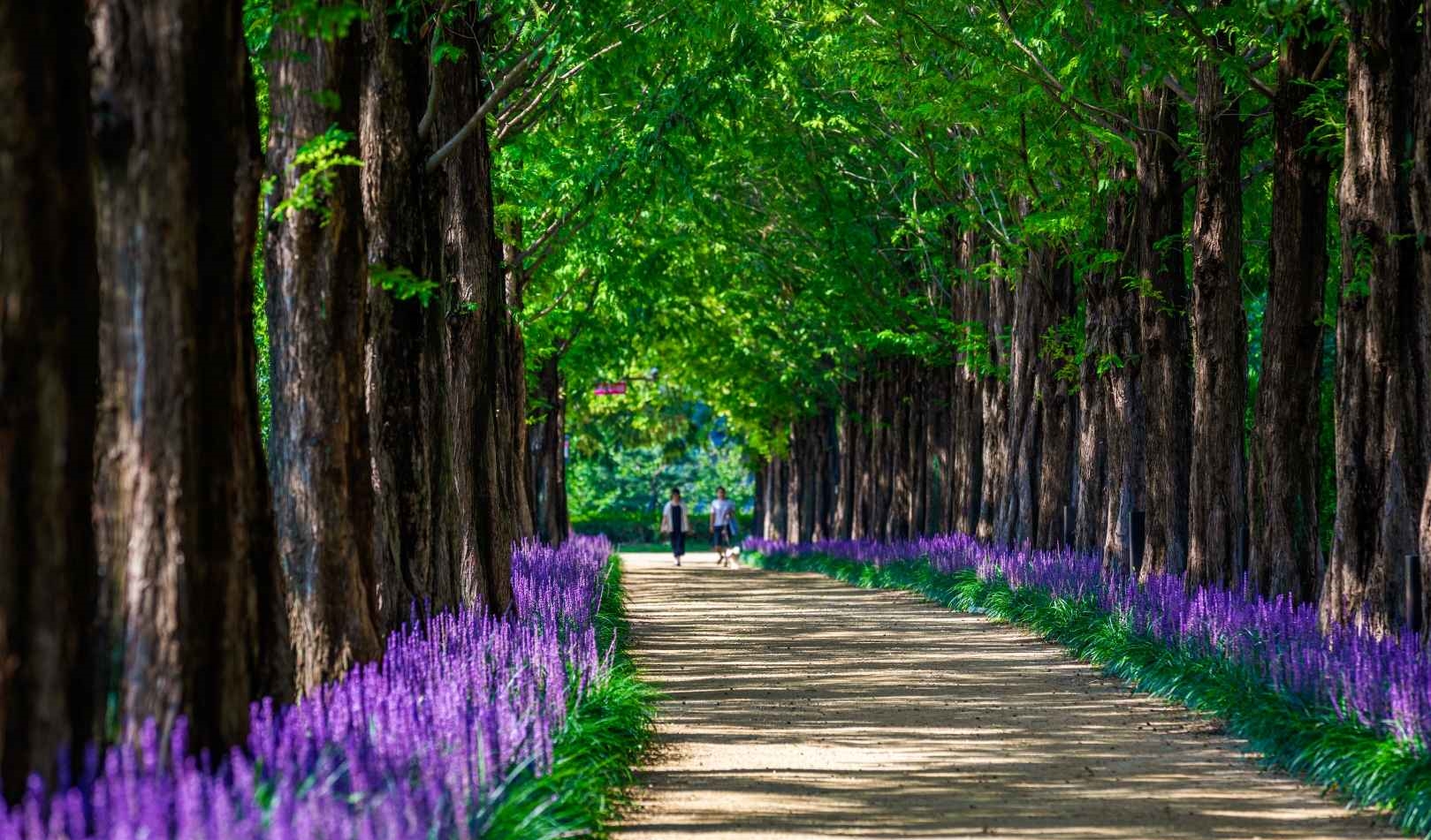 영천 우로지 자연생태공원 맥문동