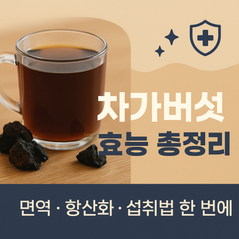 차가버섯 효능 한눈에 정리 썸네일