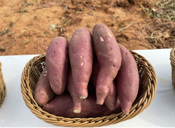 고구마-효능-12가지