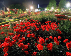 곡성세계장미축제