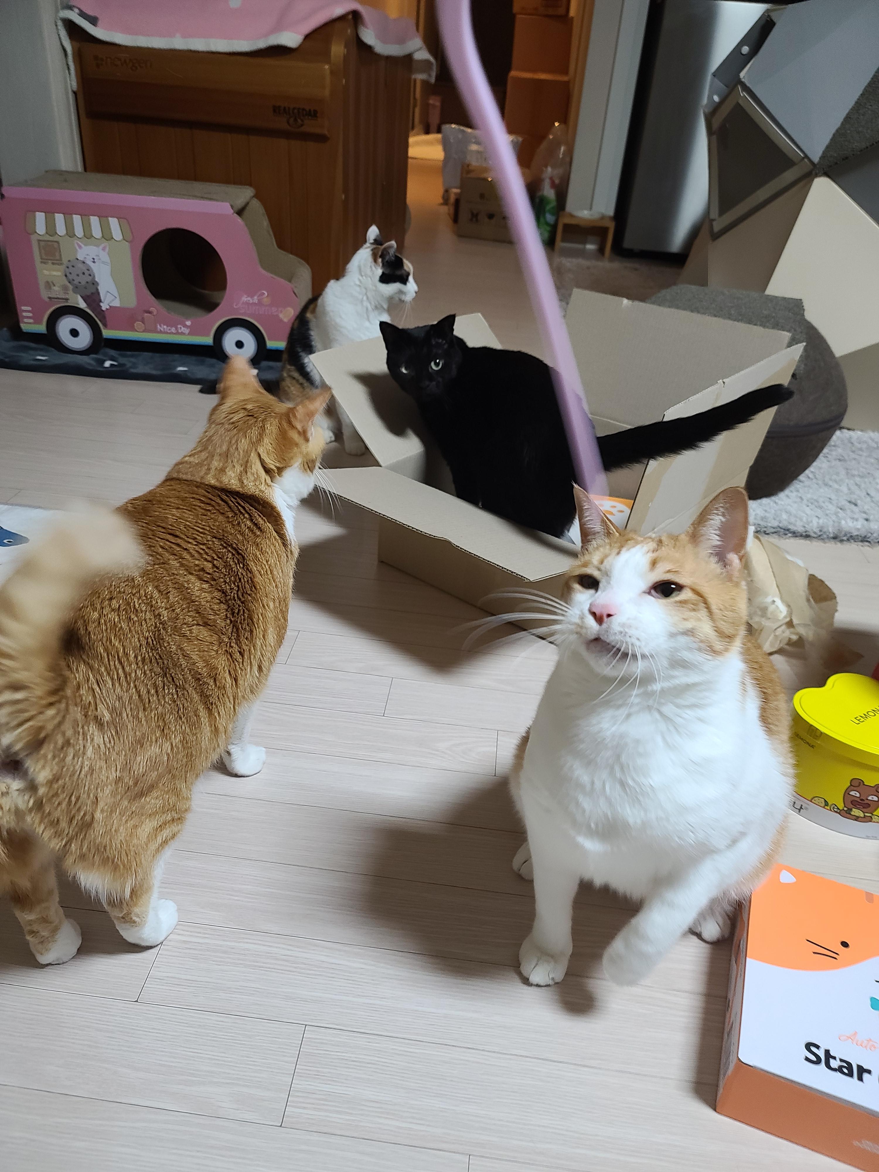 고양이 실리콘 낚싯대의 장단점 (feat.냥냥이들의 반응)