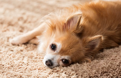 누워있는 강아지