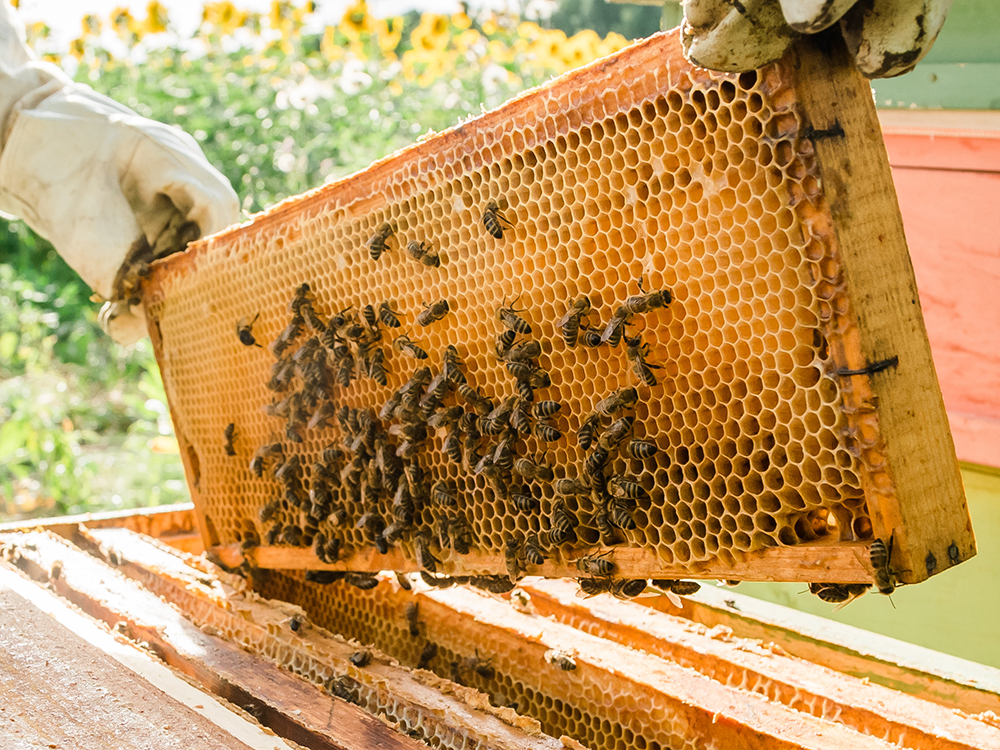 프로폴리스 효능