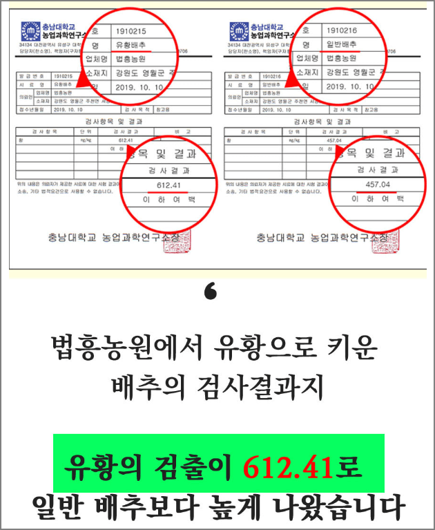 고랭지 절임배추