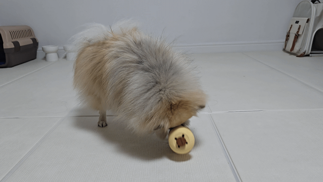 노즈워크 장난감에서 간식을 꺼내 먹는 강아지