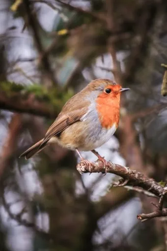 붉은가슴울새 영국 겨울 새 특징 매력 이미지_24