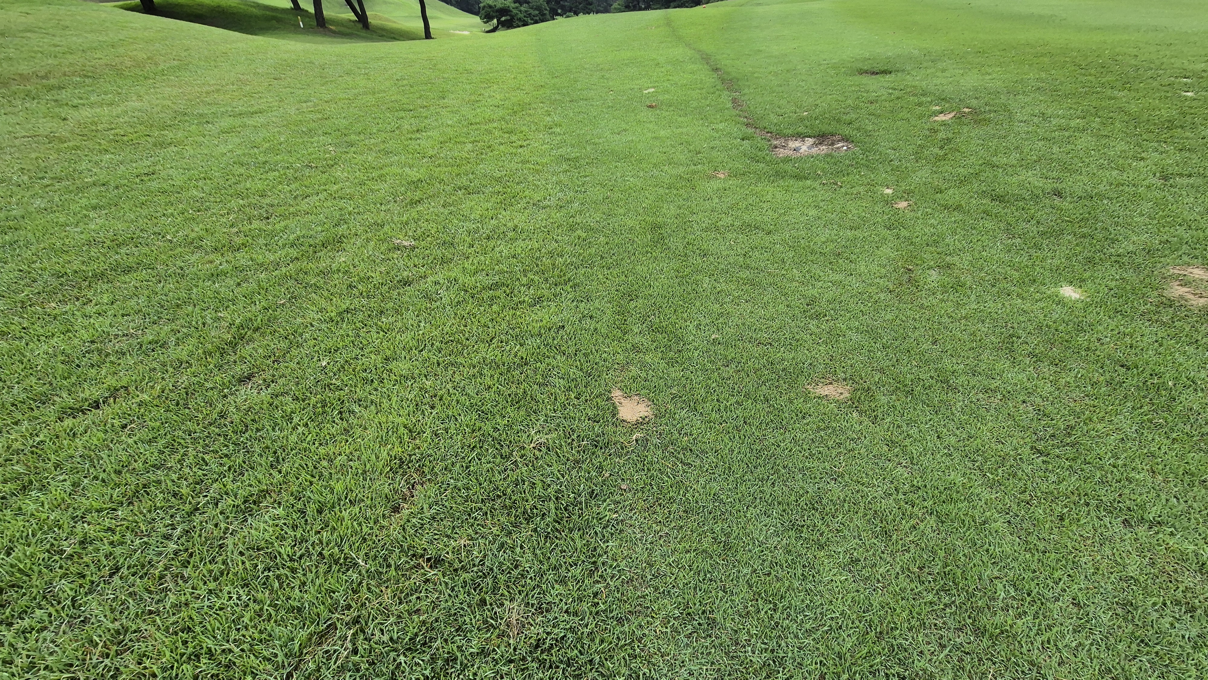 한림용인cc 다이아몬드-사파이어 코스 라운드 후기