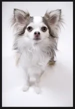 ▲ 강아지 종류 및 품종별 특징 총정리: 나에게 맞는 반려견 고르는 법 (사진 : 나무위키)