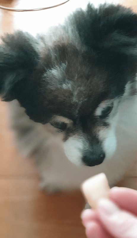 강아지가 복숭아를 먹어도 될까요?