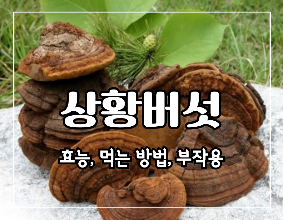 이 이미지는 상황버섯 효능 먹는 방법 및 부작용에 대한 포스팅의 대표 이미지입니다.