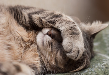 눈을 가리는 고양이.