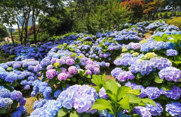 2024년 장생포 수국 페스티벌