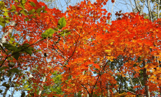 기차여행 단풍특선 추천