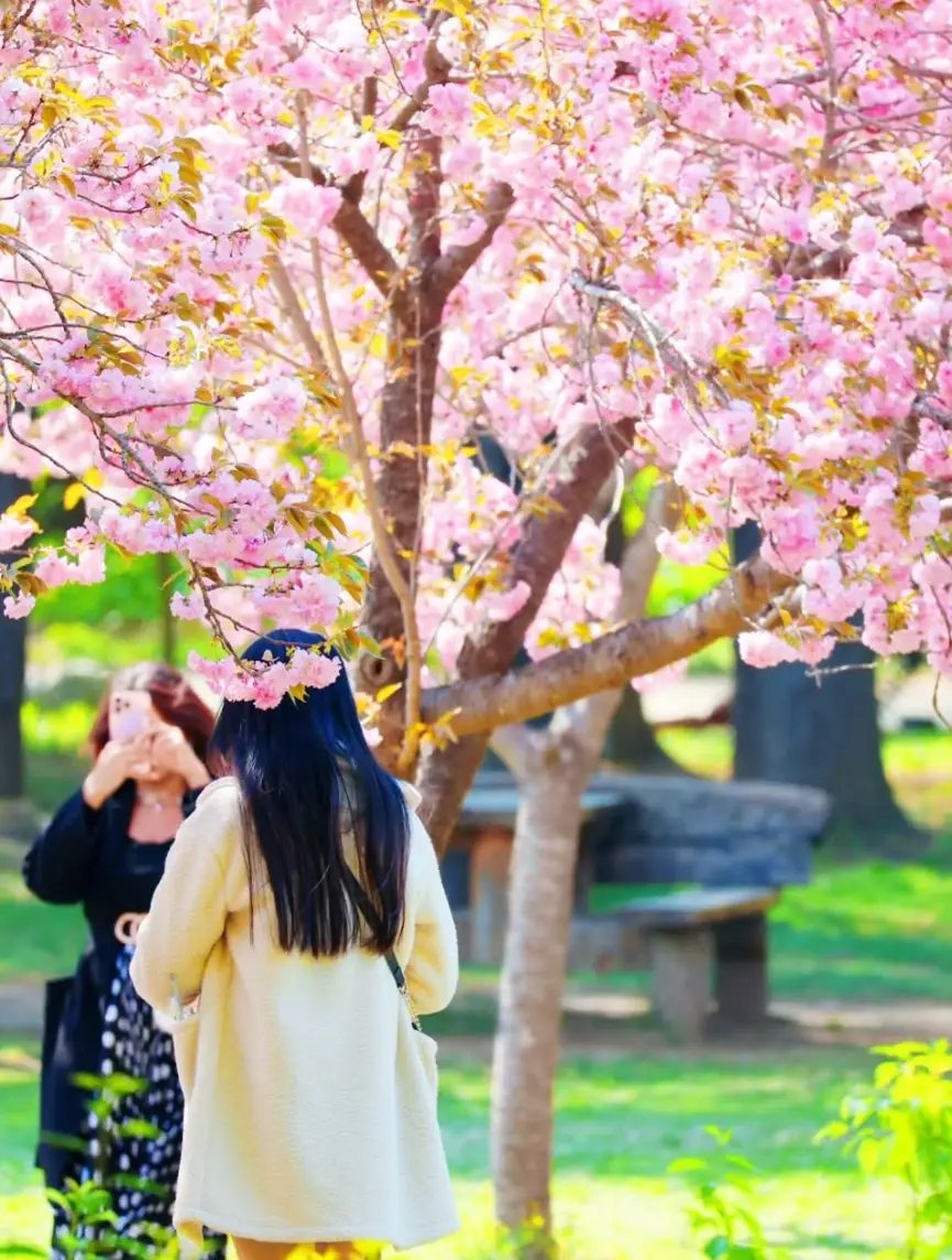 남이섬-입장료-선박-운항-시간-선착장