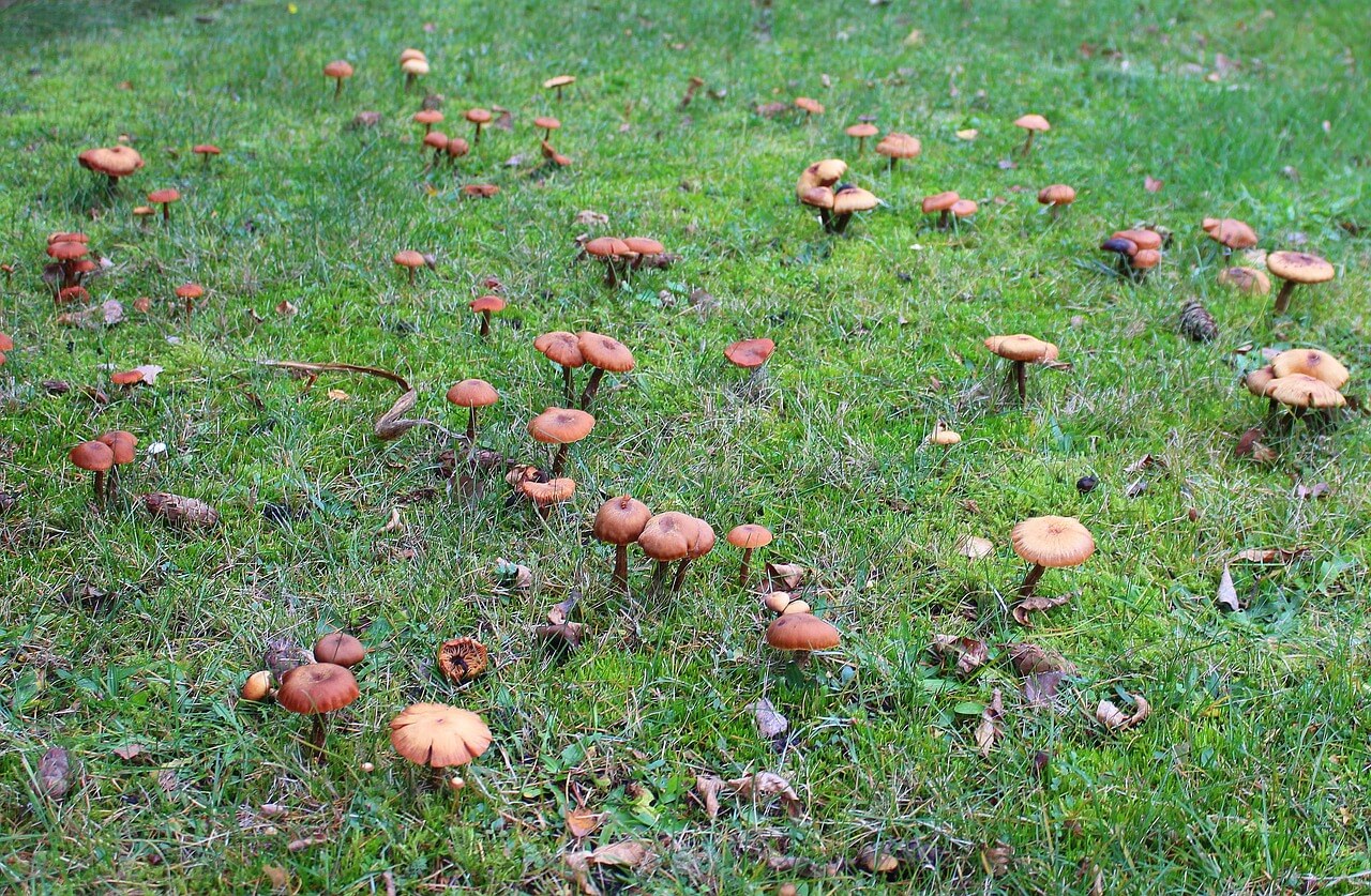 심각한 부작용을 일으킬 수 있는 야채