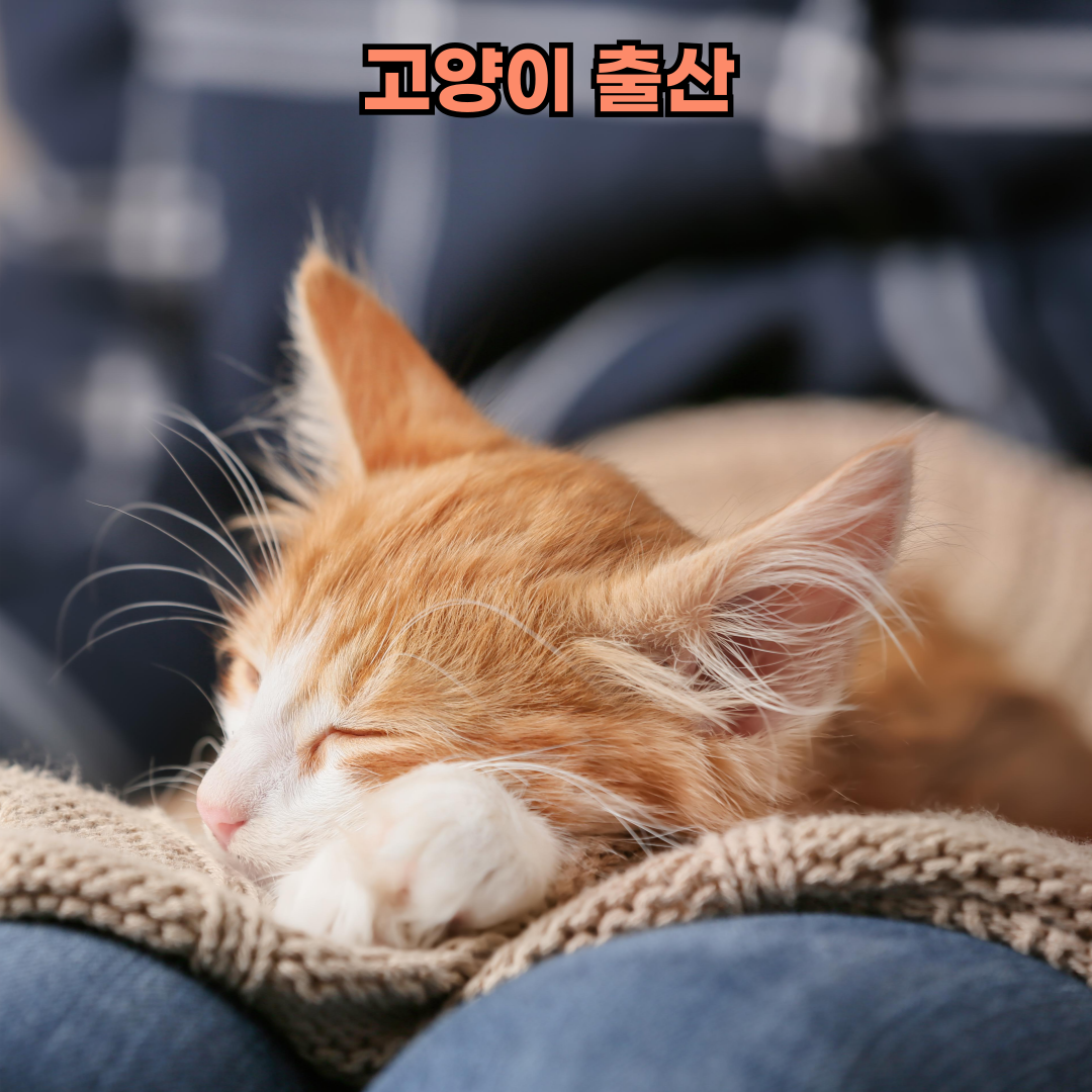 고양이 출산 보양식