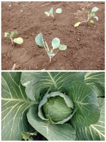 8월에 심는 밭작물 모종 채소 재배법 알아보기_14