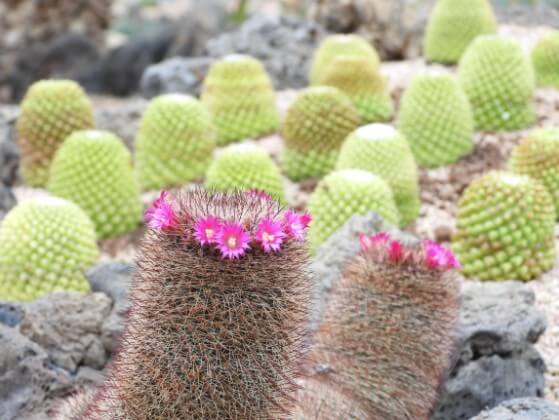 2025 함평 나비 축제 일정부터 주차·입장료까지! 꿀팁 총정리
