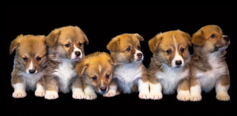 강아지 사료 급여량 계산 가이드