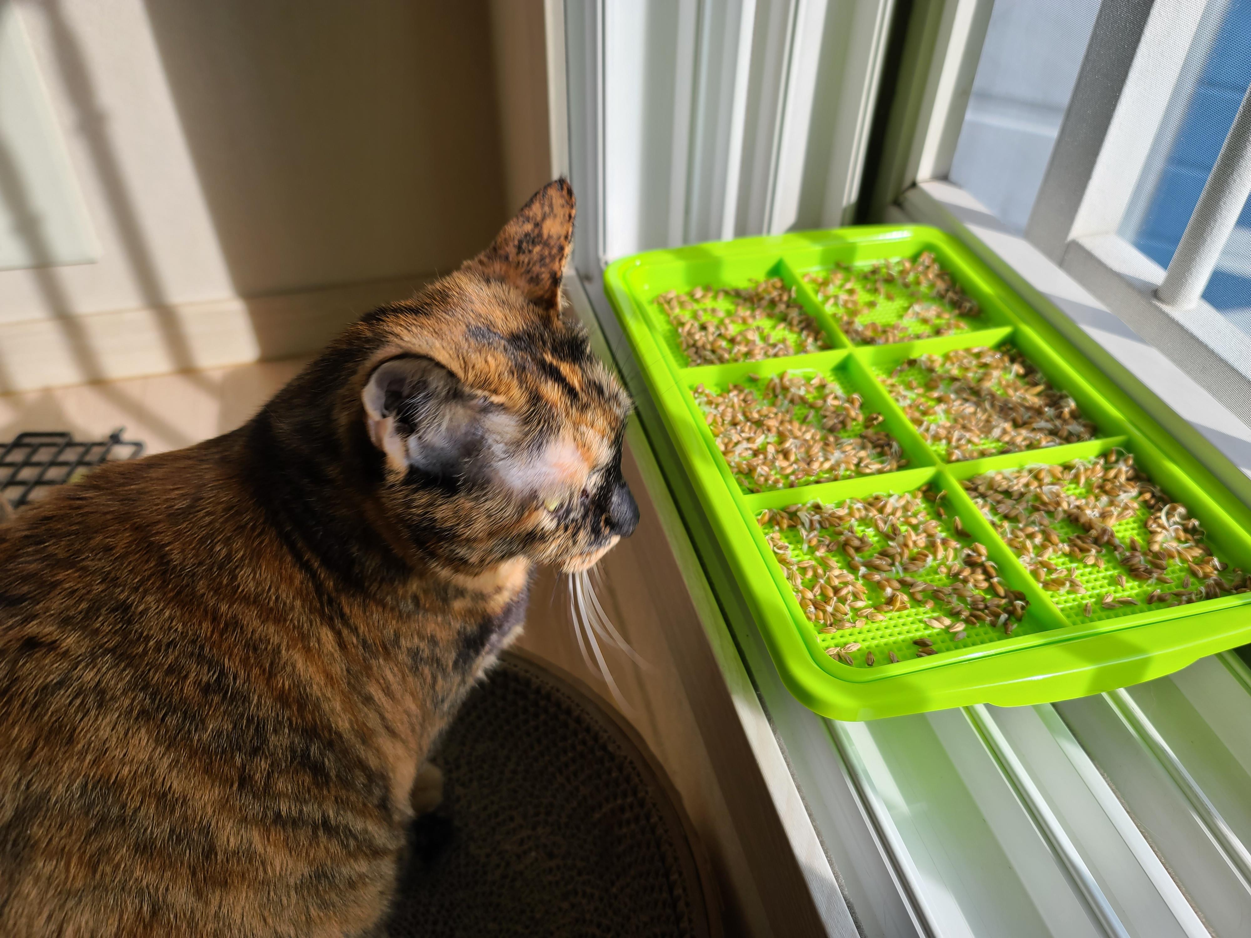 캣글라스가 무섭게자라네요