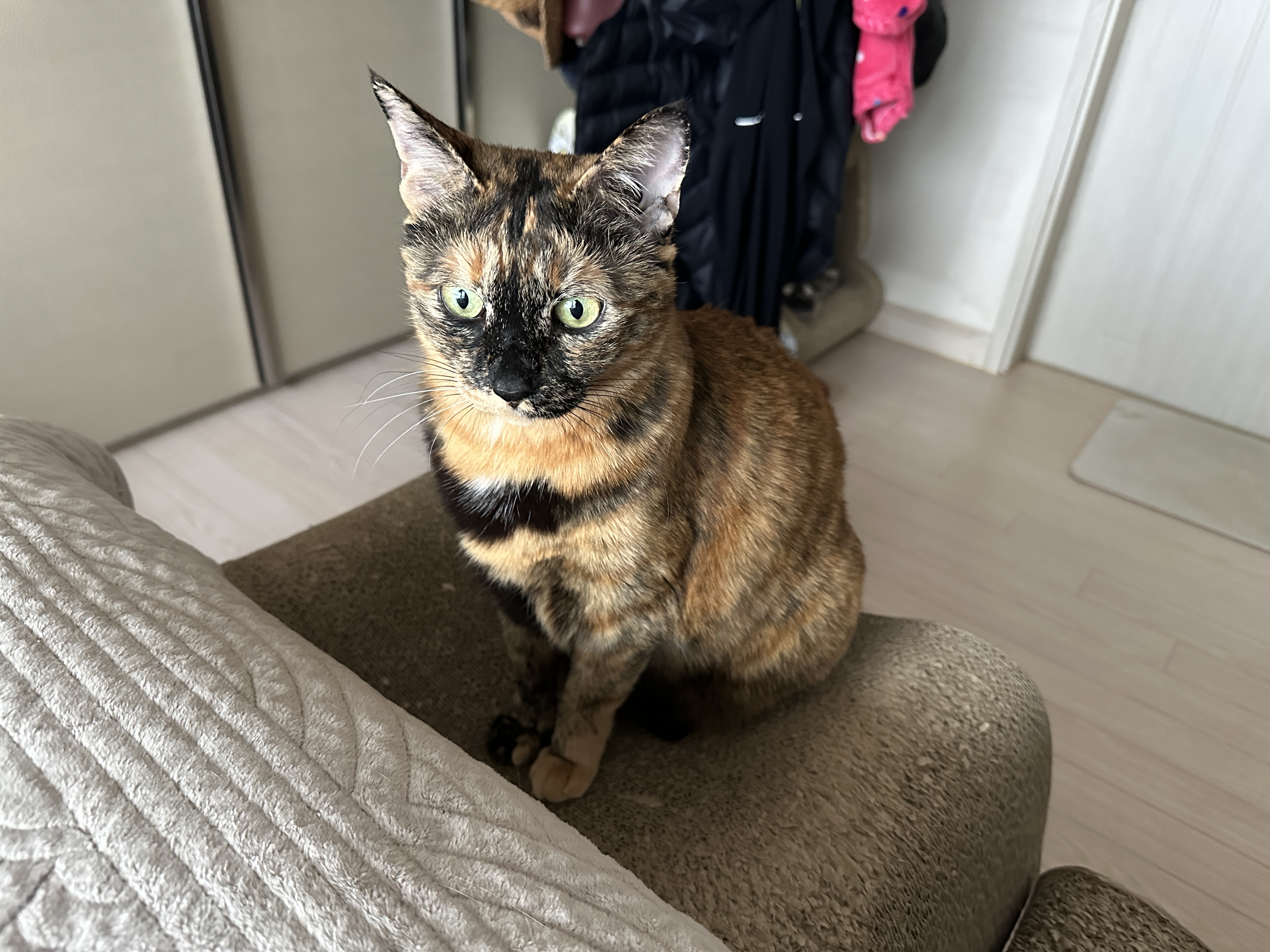 오랜만에 평화로운 아홉냥이네 아침풍경