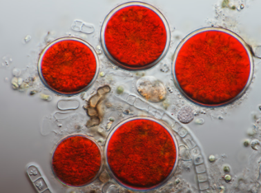 천연아스타잔틴