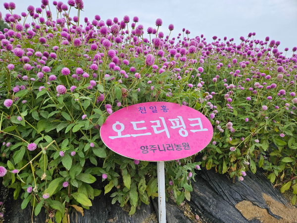 천일홍-오드리핑크