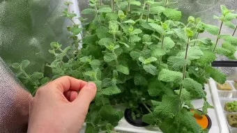 민트 재배 수경 재배 물 갈이 뿌리 번식_9