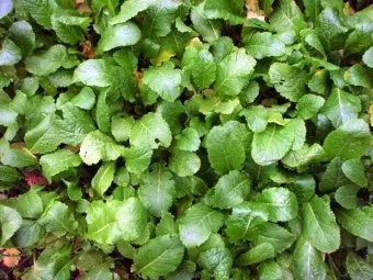 갓 재배 직파 재배 빠른 수확 잎 따기_9