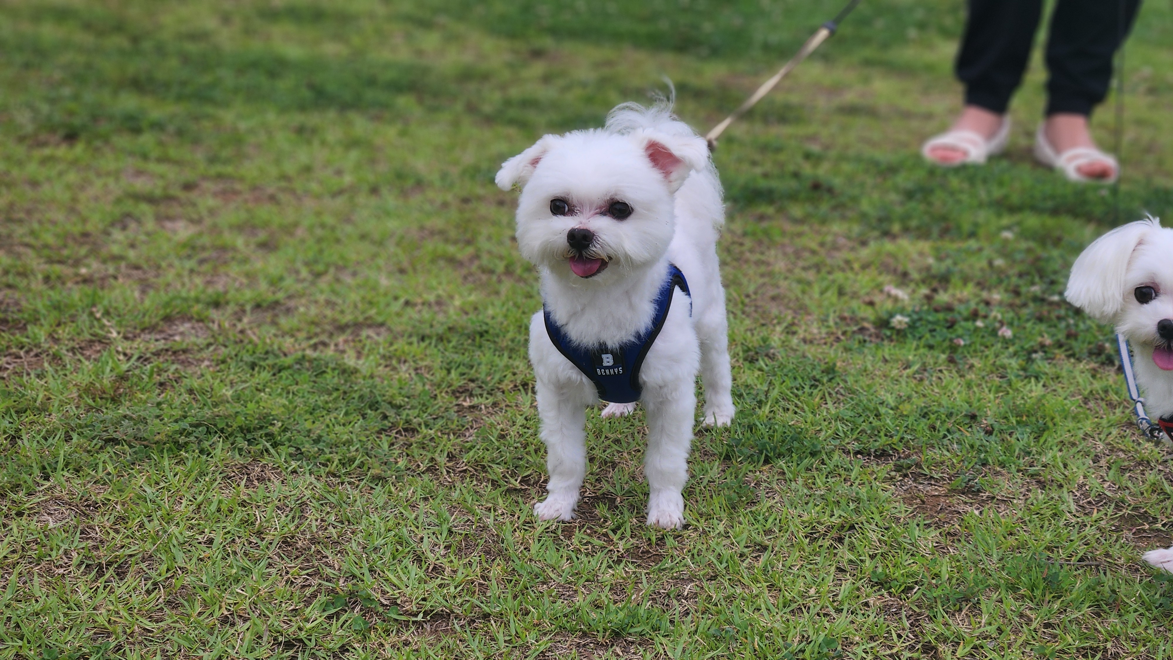 산책을 즐기는 이쁜 사랑스러운 반려견 사진