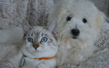 24시-동물병원-찾기