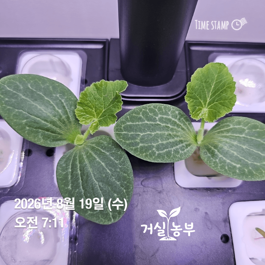 큰 떡잎 사이에서 첫 본잎이 자라는 수경재배 단호박 두 포기