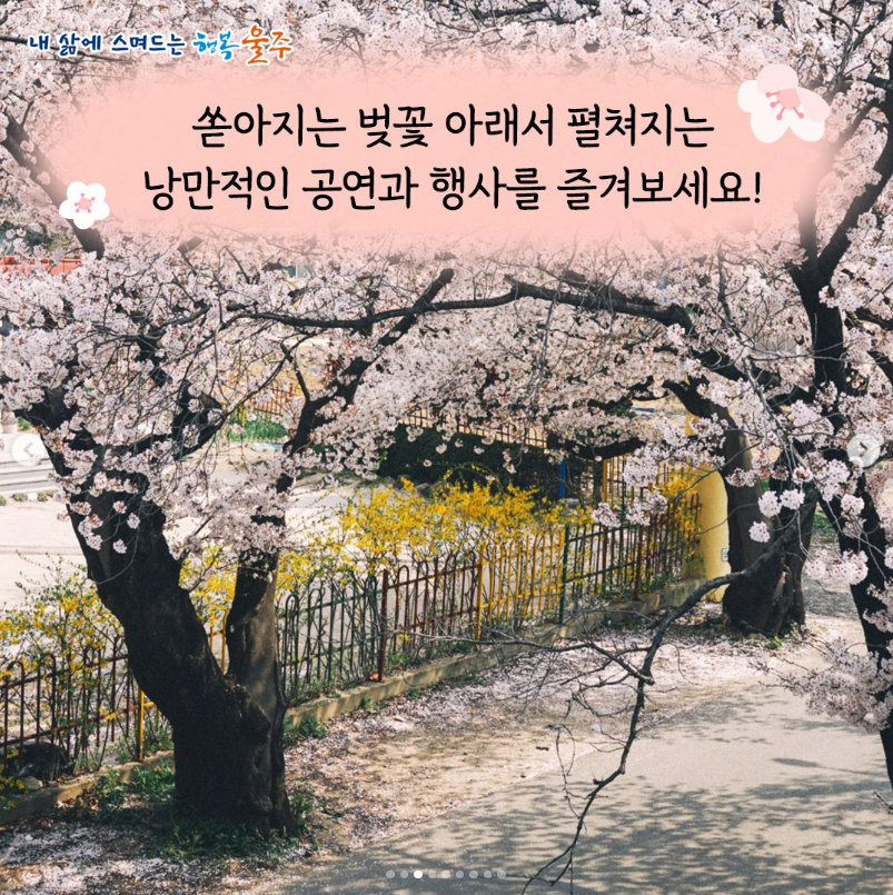 2024 울주작천정 벚꽃 축제