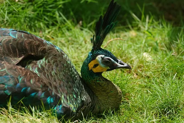 Son gli occhi tuoi 그대의 눈동자 Marcelo Álvarez Salvatore Licitra 완벽 오페라 감상_3