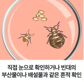 빈대 퇴치제