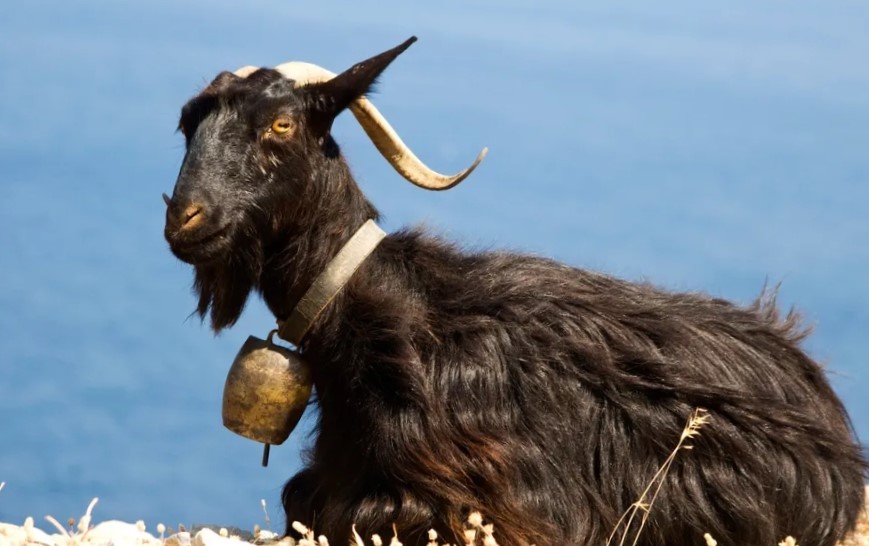 까만 털에 길다란 뿔을 가진 흑염소.