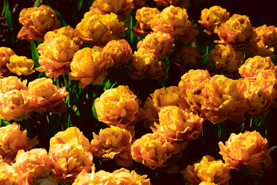 A vivid display of orange tulips blooming in a sunlit garden, showcasing nature's beauty in spring.