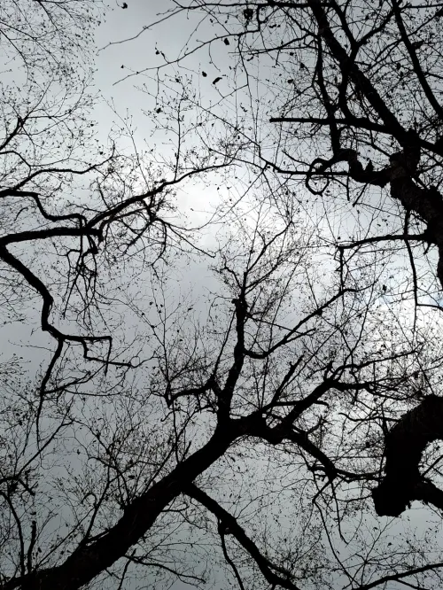 하늘과 나무를 바라보며 실천하는 바딤 젤란트 트랜서핑 명상과 의식 확장 (Sky and Tree Meditation for Transurfing Consciousness Expansion)