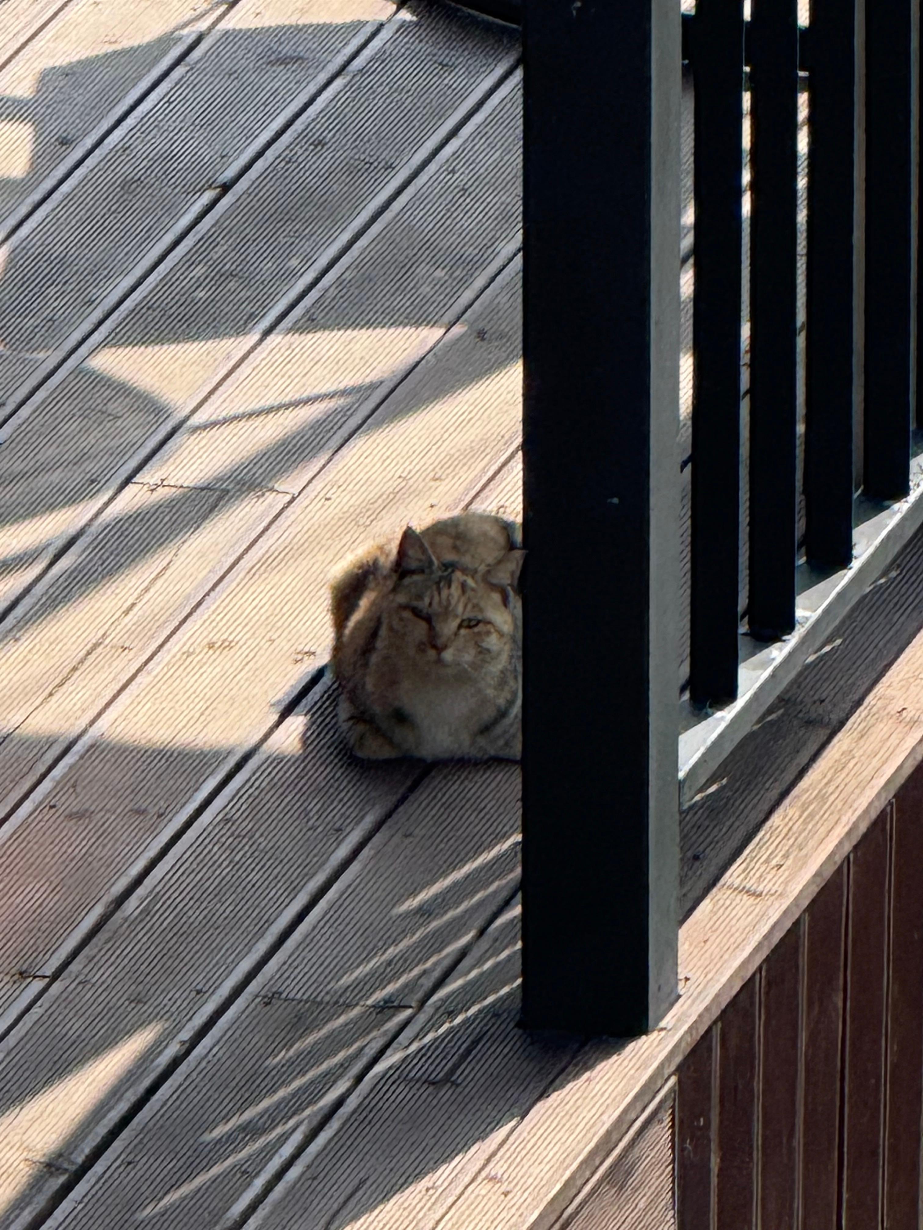 뜨거운 햇살을 피해 앉아있는 엄마 고양이
