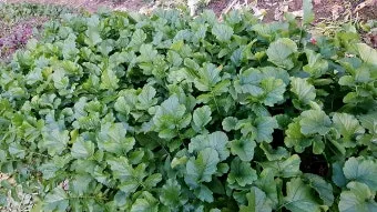 시래기용 무 재배 잎 관리 병해 줄이기 건조 보관_30