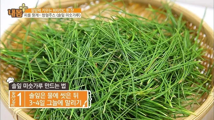 솔잎 효능수확기솔잎 효소 만드는법솔잎차세척활용법보관법까지_4