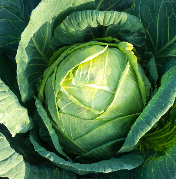 양배추 효능과 부작용 칼로리