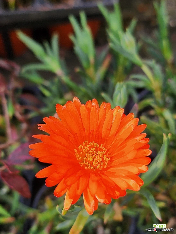 송엽국 키우는 방법 꽃말 번식 키우기 개화 시기